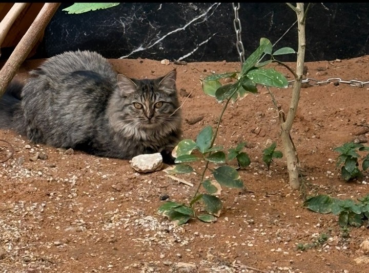 لوزة