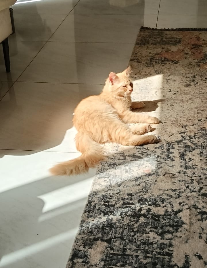 اوليفر