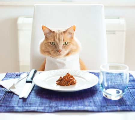 ovrs hm cat food
